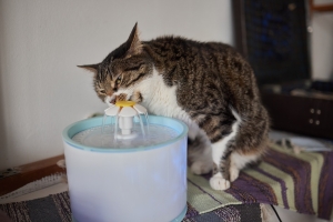 sabías que las papilas sensoriales de los gatos detectan el agua fresca