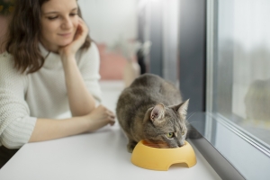 alimentación para gatos  una guía sobre la dieta adecuada tipos de comida recetas caseras y consejos nutricionales