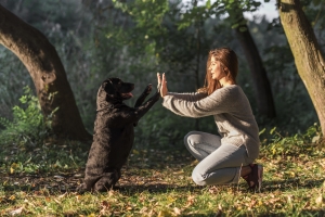 socialización y convivencia cómo criar a un perro feliz y sociable