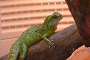 cuidado de iguanas  haz que tu exótico amigo se sienta como en casa